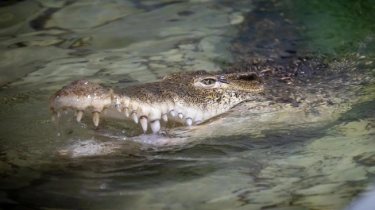 2032 жылғы Олимпиадада спортшылар қолтырауындар мекендейтін өзенде жарысуы мүмкін